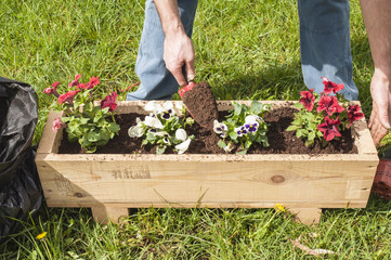 Man planting some pansies and surfinias outside in the garden