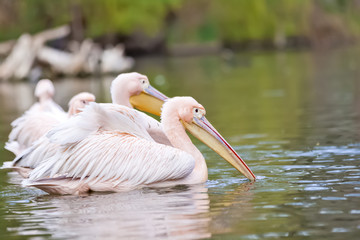 Fototapeta na wymiar Adorable group of pink pelicans