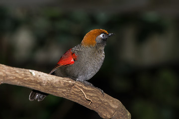 Thrush