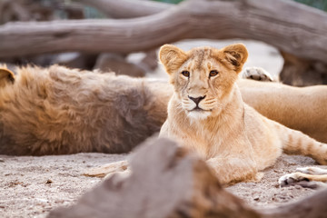 Young female lion