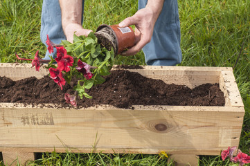 Fototapeta premium Man planting some red surfinias outside in the garden
