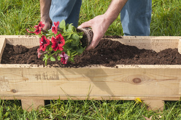 Fototapeta premium Man planting some red surfinias outside in the garden