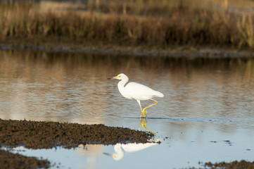 Snowy Egret Stroll