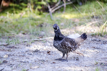 Spruce Grouse