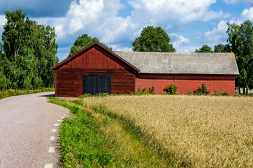 Obraz premium Red barn beside the road and a field of corn.