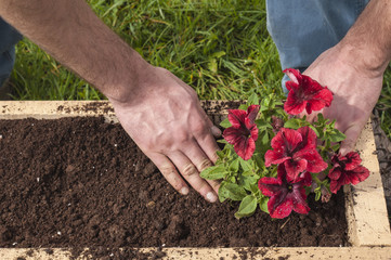 Man planting some red surfinias outside in the garden