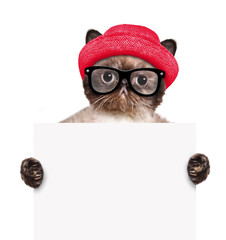 Cat holding in his paws white banner.