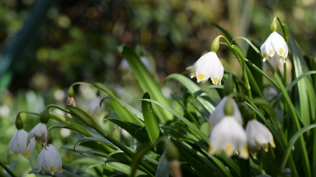Footage of spring snowflake flowers swaying in the breeze