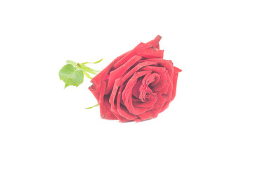 Rose white background