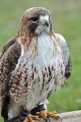 Rotschwanzbussard