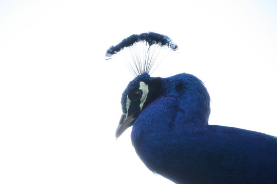 Pavo Real Azul