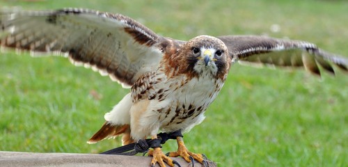 Rotschwanzbussard