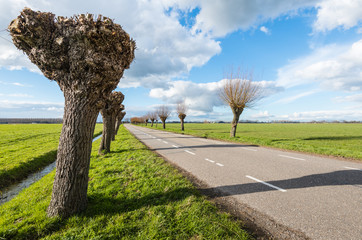 Pruned and not pruned willows along  a country road