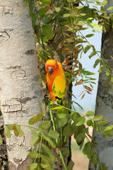 Lovely colorful Sun Conure parrot in the nature