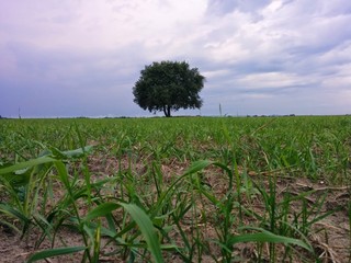 Lonely tree in green summer field landscape