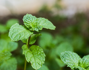 Mint leaves.