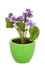 Fototapeta na wymiar Sweet violet (Viola odorata) in pot