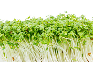 Isolated Watercress Sprouts