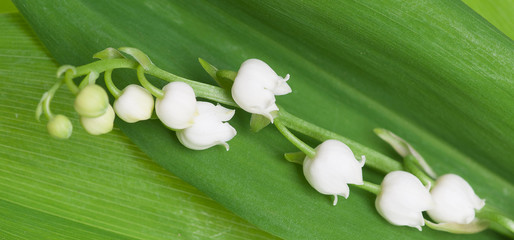 Konwalia majowa © Zbyszek Nowak