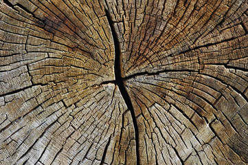 Fototapeta premium Baumstamm