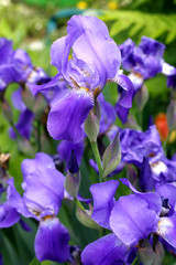Fototapeta na wymiar Purple irises blossoming in a garden