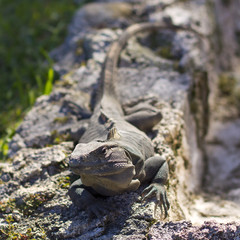 iguana