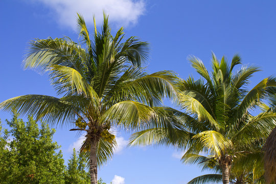 Palm tree with coconut on blue sky