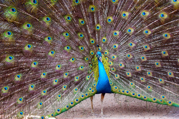 Obraz premium Beautiful peacock