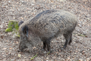 Wildschwein im Wald beim Fressen