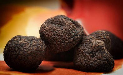 mushrooms black truffle on a red-yellow blurred background