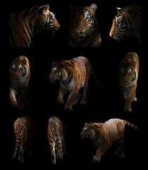 tigre du bengale dans le noir