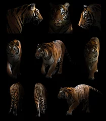 Papier Peint photo autocollant Tigre tigre du bengale dans le noir