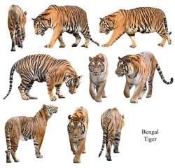 Foto op Plexiglas mannelijke Bengaalse tijger geïsoleerd op witte achtergrond © anankkml
