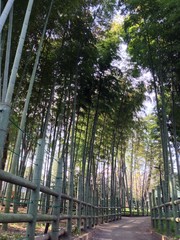 Bamboo Thicket in Japan