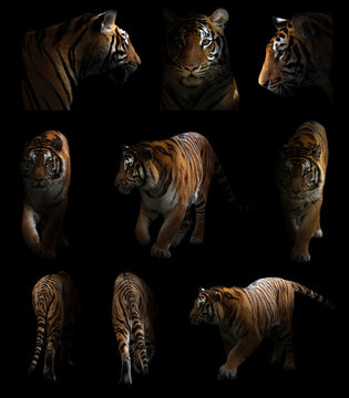 bengal tiger  in the dark