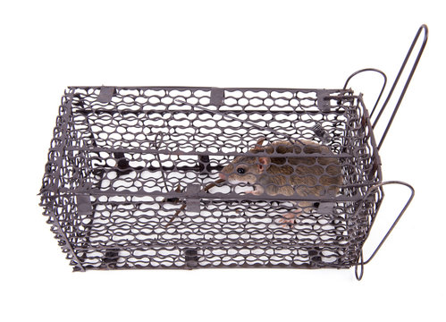 Rat Trap