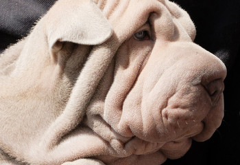 cane sharpei