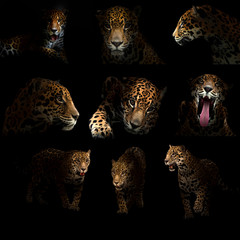 Naklejka premium jaguar ( panthera onca ) in the dark