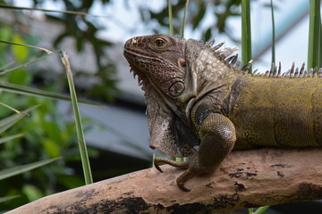 An iguana surveys its kingdom,I am the big boss man