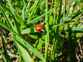 Ladybug on grass leaf
