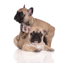 two french bulldog puppies on white