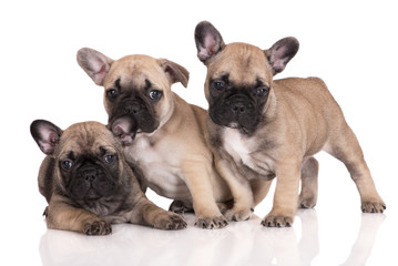 three french bulldog puppies on white