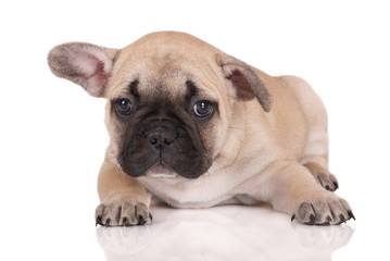 Obraz premium sad french bulldog puppy lying down