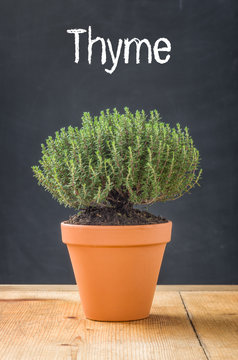 Thyme in a clay pot on a dark background