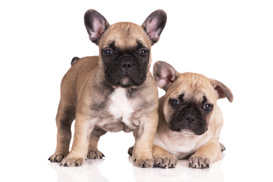 Two Beige French Bulldog Puppies On White