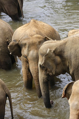 Elefanten in einem Elefantenwaisenhaus in Sri Lanka