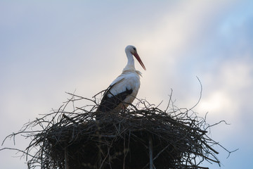 Storchennest