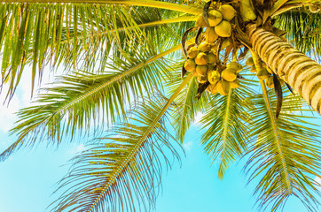 Amazing sandy beach with coconut palm against  blue sky