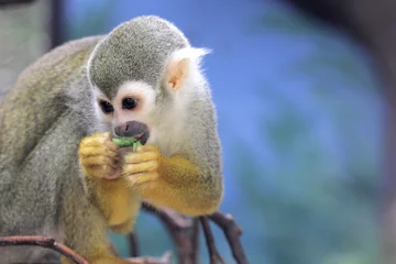 Abwaschbare Fototapete Affe Squirrel monkey