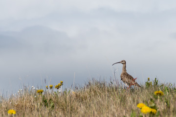 Regenbrachvogel
